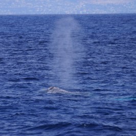 a whale jumping out of the water