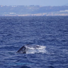 a whale jumping out of a body of water
