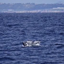 a large body of water with a mountain in the ocean