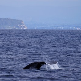 Gray Whale San Diego