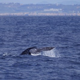 a whale jumping out of a body of water