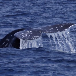 a whale jumping out of the water