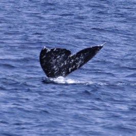 a whale swimming in a body of water