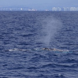 a large body of water