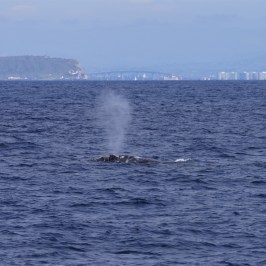 a whale jumping out of the water