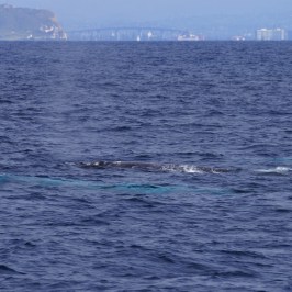 a whale jumping out of the ocean