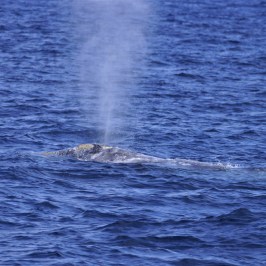 a whale jumping out of the water