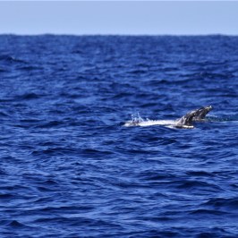 a bird flying over a body of water