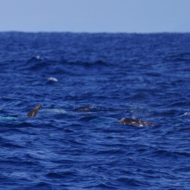 a bird flying over a body of water