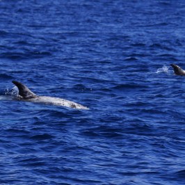Risso's Dolphins
