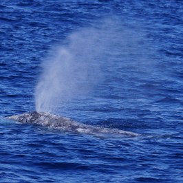 a whale jumping out of the water