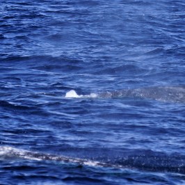 a man riding a wave on top of a body of water