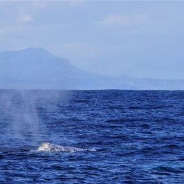 a whale jumping out of the water