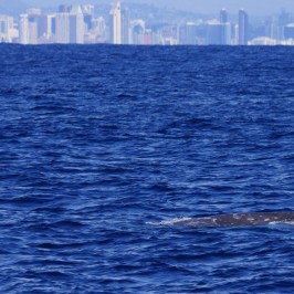 a large body of water