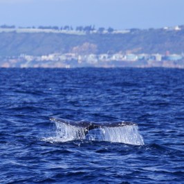 a whale jumping out of the water