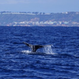 a whale jumping out of a body of water