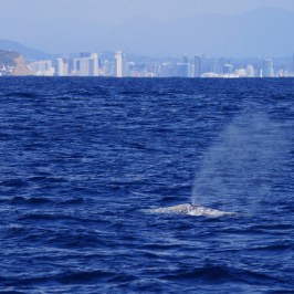 a large body of water