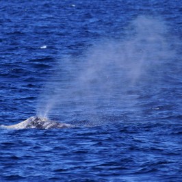 a whale jumping out of the water