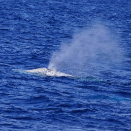 a whale jumping out of the water