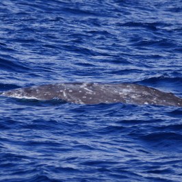 a whale swimming under water