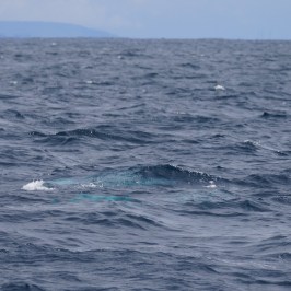 a whale jumping out of the water