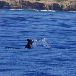 a person riding a wave on top of a body of water