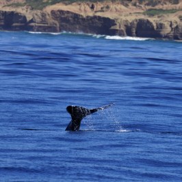 a man riding a wave on top of a body of water