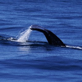 a whale jumping out of the water