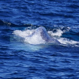 a man riding a wave on top of a body of water