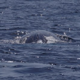 a whale jumping out of the water