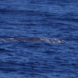a whale jumping out of the water