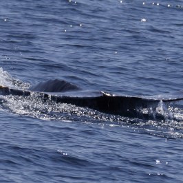 a whale jumping out of the water