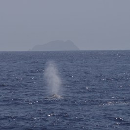 a whale jumping out of the water