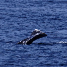 a whale jumping out of the water