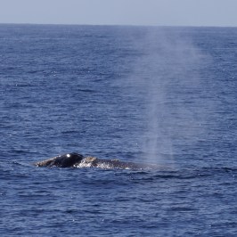 a whale jumping out of the water