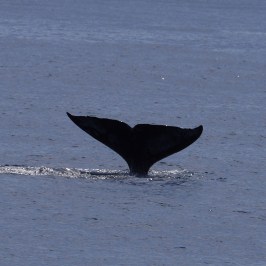 Gray Whale Tail