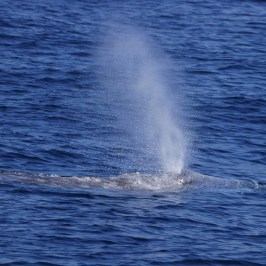 Gray Whale Blow
