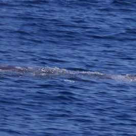 Gray Whale