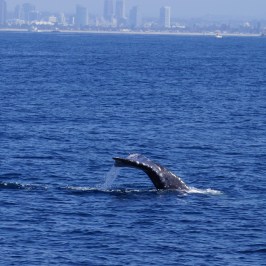 Gray Whale San Diego Skyline