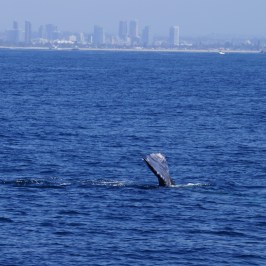 Gray Whale San Diego skyline