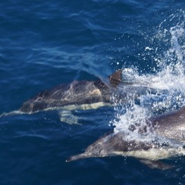 Common Dolphins San Diego