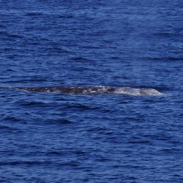 Gray Whale