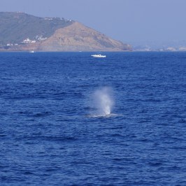 Gray Whale Point Loma