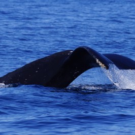 Humpback Whale