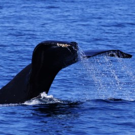 Humpback Whale