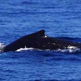 Humpback Whale
