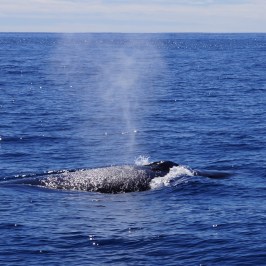 Humpback Whale