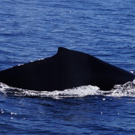 Humpback Whale