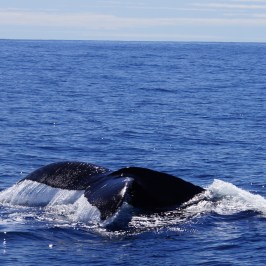Humpback Whale