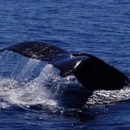 Humpback Whale Tail